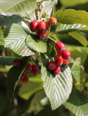 Meyve whitebeam