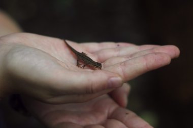 Newt yandan düzgün