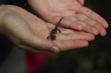 Newt yandan düzgün