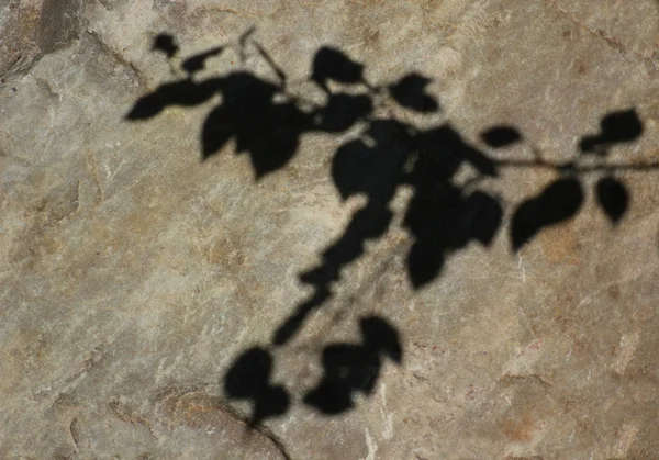 Shadows of leaves on a big rock — Stock Photo, Image