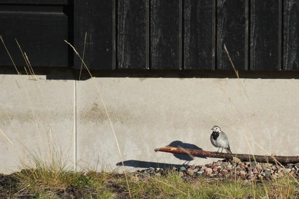 Wagtail blanco en frente de casa —  Fotos de Stock