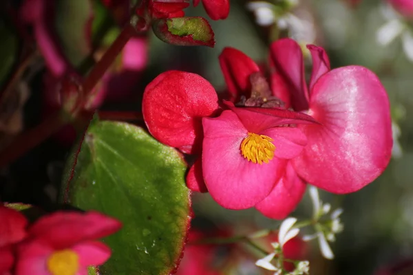 Fleurs d'hybrides ornementaux Begonia x semperflorens-cultorum — Photo
