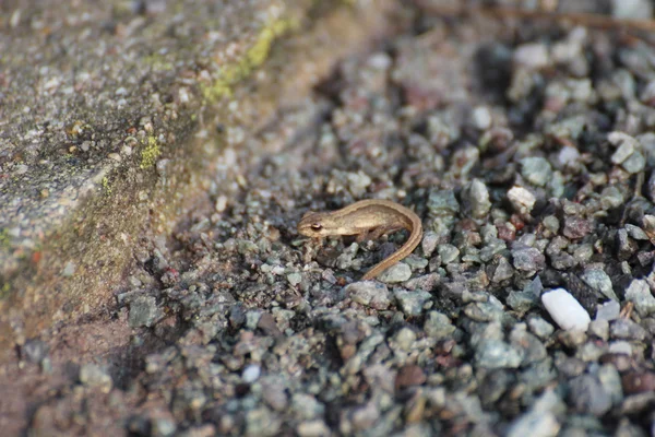 Très jeune triton lisse sur terre de gravier — Photo
