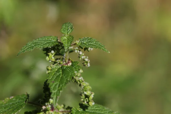 Květenství a plody společného kopřivy — Stock fotografie