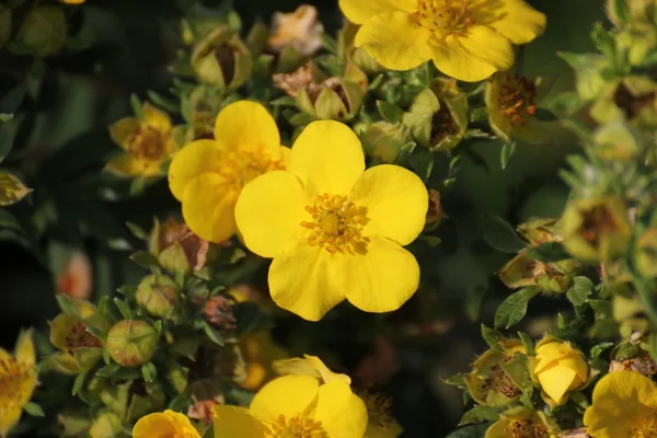 灌木状 cinquefoil 的花朵 (Dasiphora 紫穗槐合成 — 图库照片