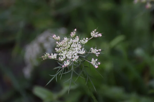 Wilde wortel bloesem — Stockfoto