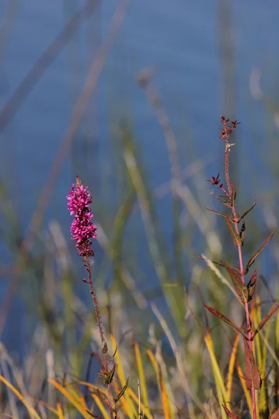 Çiçekleri mor loosestrife reed ve arka planda su ile — Stok fotoğraf