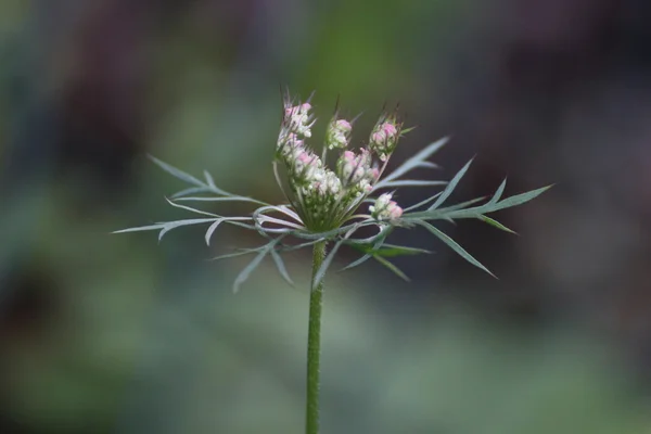 Flor de zanahoria silvestre — Foto de Stock