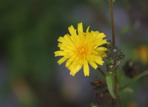 Blomma av grov hawksbeard — Stockfoto