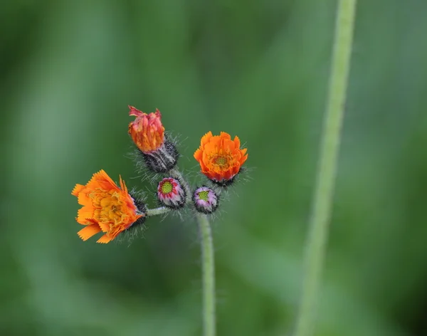 橙 Hawkweed 开花与五颜六色的芽 — 图库照片