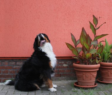 Bernese Mountain Dog Besides Plants clipart