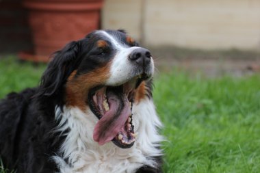 Bernese dağ köpeği esneme