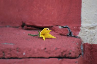 Bir domates bitki sarı çiçek