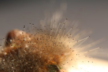 Makro Spinellus fusiger meyve vücut