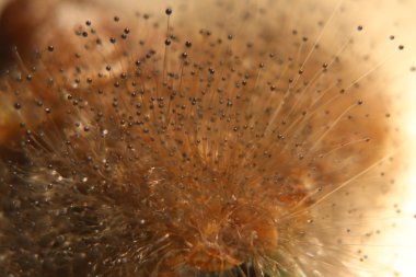 Makro Spinellus fusiger meyve vücut