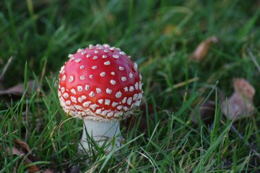 Sinek Agaric çimenlerin üzerinde