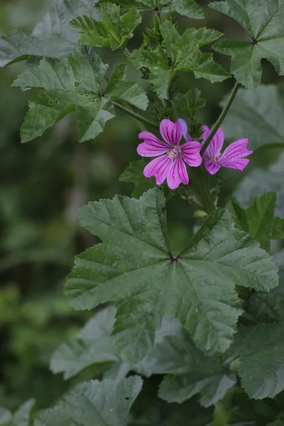 Common mallow with blossoms — Stock Photo, Image