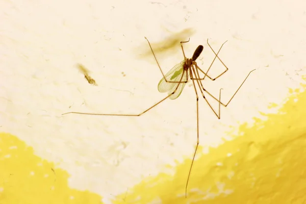 Araña de la bodega con cranefly presa — Foto de Stock