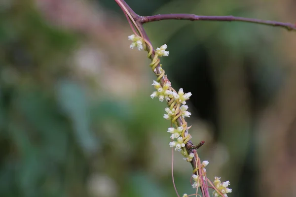 Stems and blossoms of the clover dodder growing on rose — Stock Photo, Image