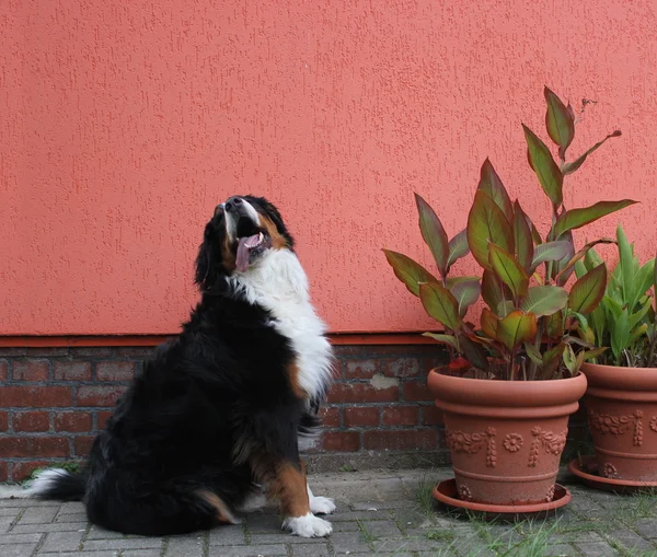 Bernese dağ köpeği yanı sıra bitkiler — Stok fotoğraf