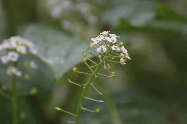 Alyssum çiçekleri — Stok fotoğraf