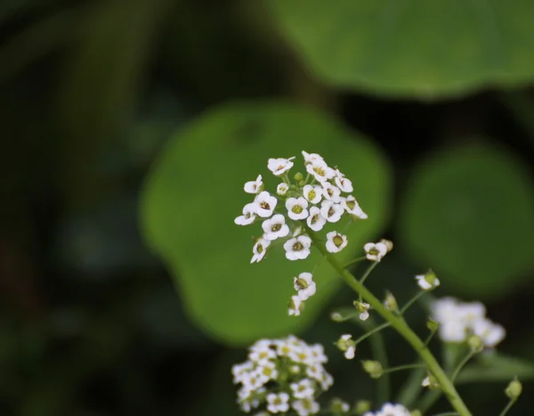 Blossoms of alyssum — Stock Photo, Image