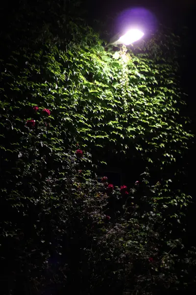 Низкий свет выстрел роз в стену плюща с фонарем — стоковое фото