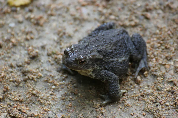 Un crapaud commun sur un sol sablonneux — Photo