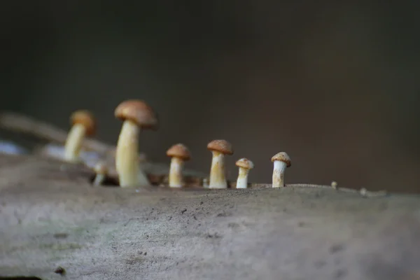 Rangée de champignons — Photo