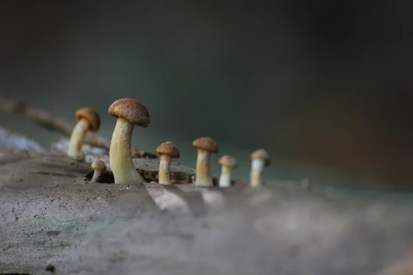 Fila de cogumelos — Fotografia de Stock