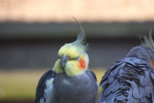 Cockatiel com olhos fechados — Fotografia de Stock