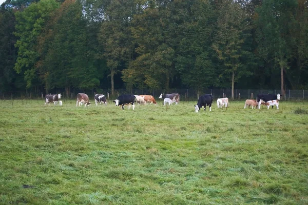 Стадо скота со старыми и молодыми животными — стоковое фото