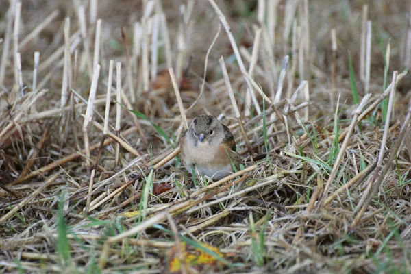 Feminino brambling entre grama e palhas — Fotografia de Stock