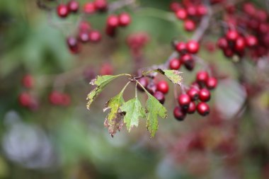 Olgun ve yenilebilir kırmızı meyveler alıç