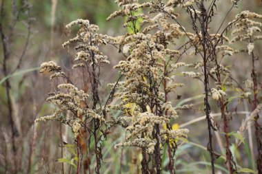Dev Altın başak önümüzdeki meyve ile