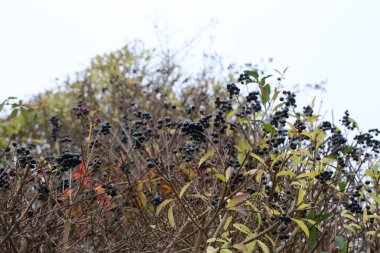 Kurtbağrı çitlerinde siyah meyveler