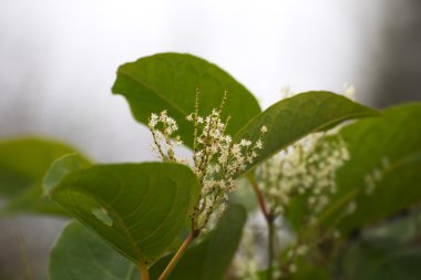 Japon Knotweed çiçekleri