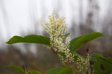 Japon Knotweed çiçekleri