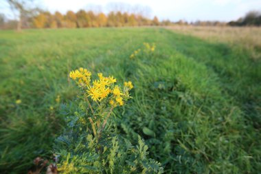 Ragwort bir çayır üzerinde geniş açı mercek ile vurdu