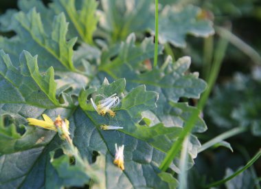 S Rüzgar dağılma için kullanılan ragwort kıllı taşımak