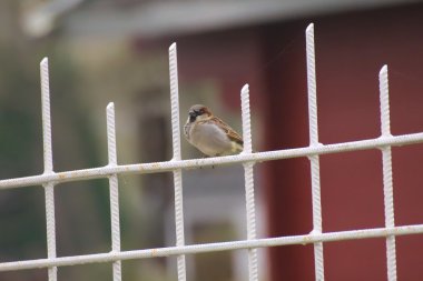 çitin üzerinde serçe