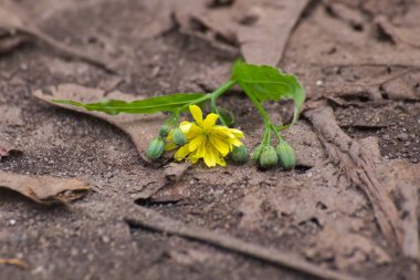 Yerde yatan nipplewort çiçeği