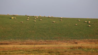 çayır üzerinde koyun
