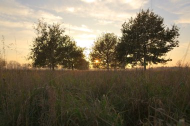 Üç ağaçlarda sonbahar günbatımı
