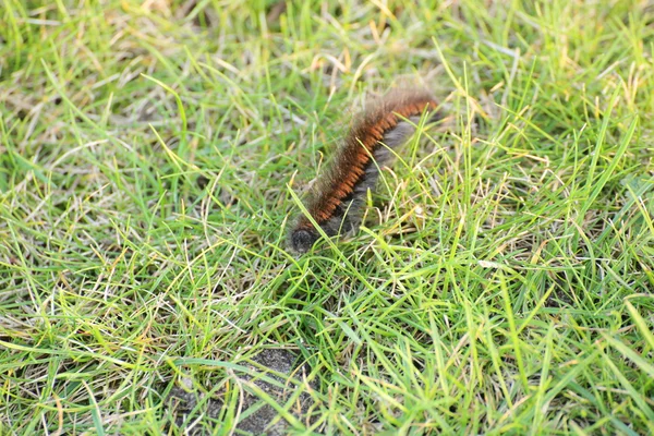 Fox Moth Caterpillar — Stock Photo, Image