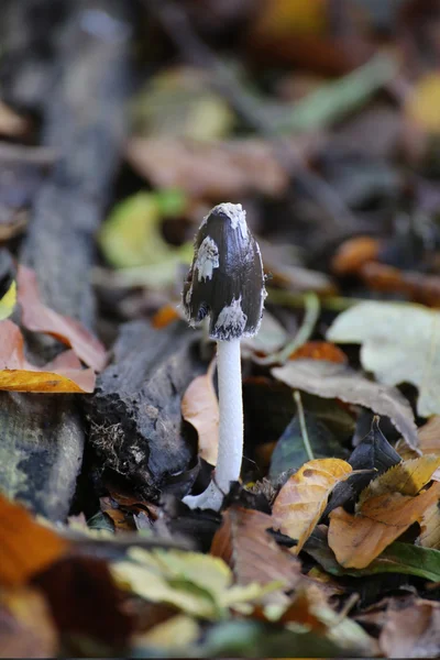 Junger Elsterpilz in Deutschland — Stockfoto