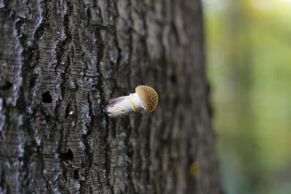 Ενιαία μέλι μανιταριού μύκητα (ειδών Armillaria solidipes syn — Φωτογραφία Αρχείου