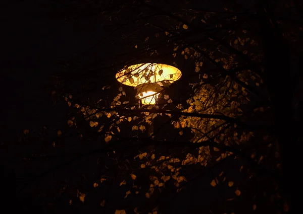 Street Lamp In Leaves — Stock Photo, Image