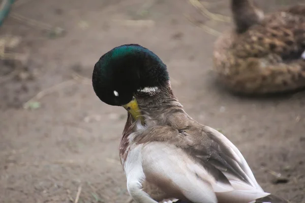 Male Duck Grooming — Stock Photo, Image