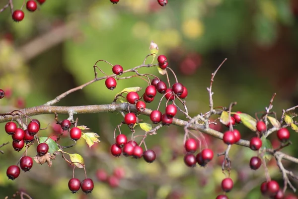 Спелые и съедобные красные ягоды Хоторна — стоковое фото